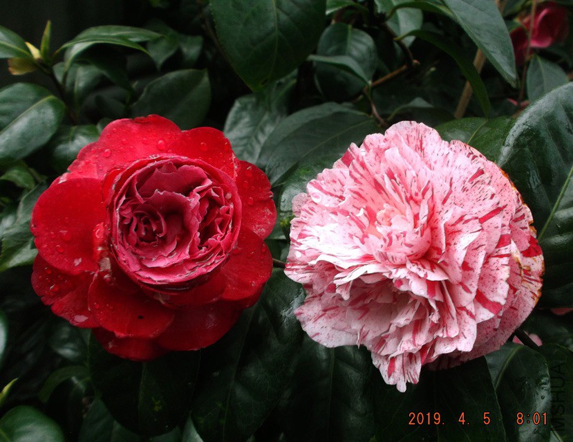 2019-4-5jx 017 ����w.jpg