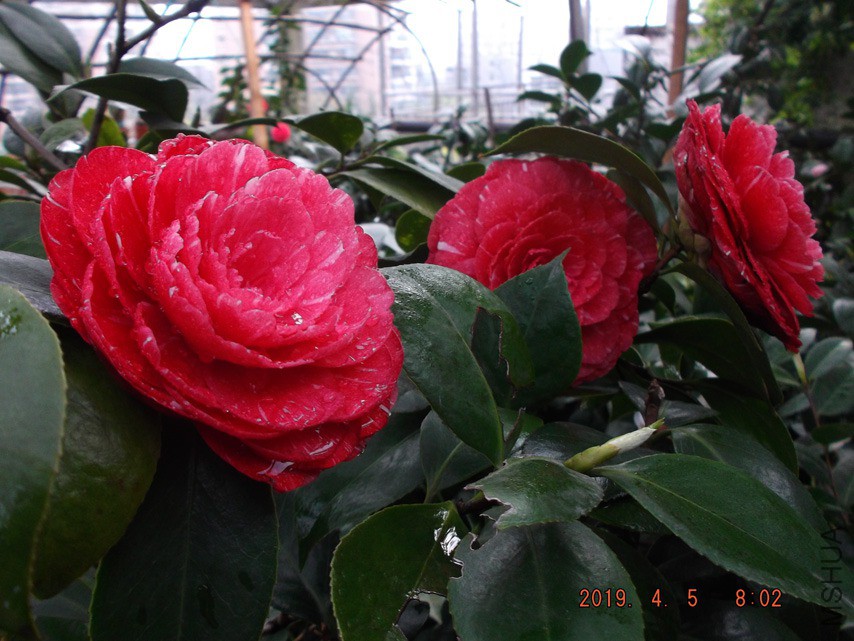 2019-4-5jx 021 ����w.jpg
