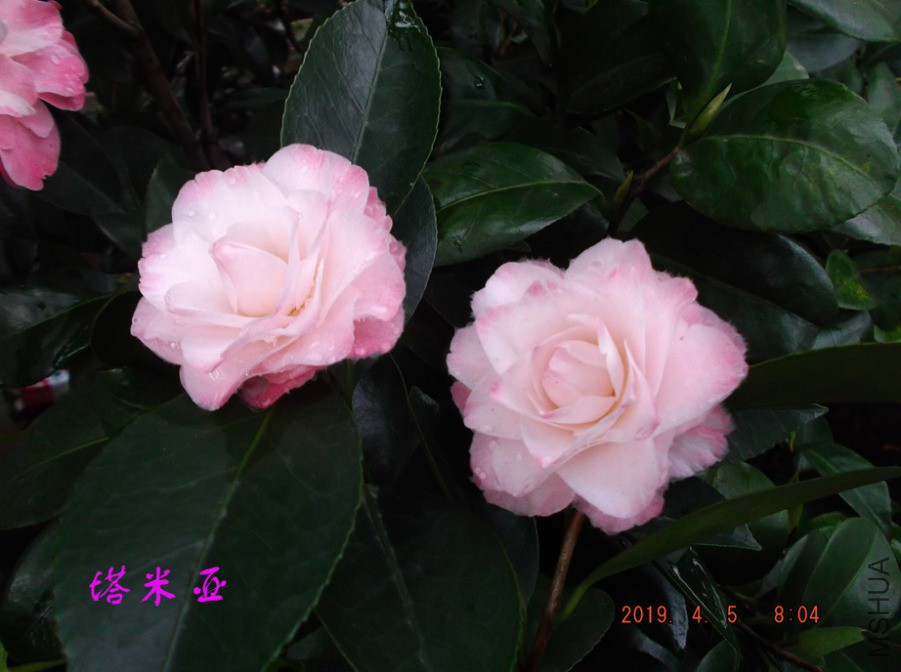 2019-4-5jx 035 ����w.jpg