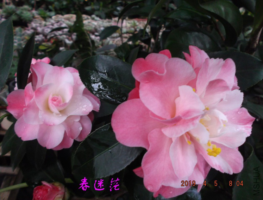 2019-4-5jx 036 ����w.jpg