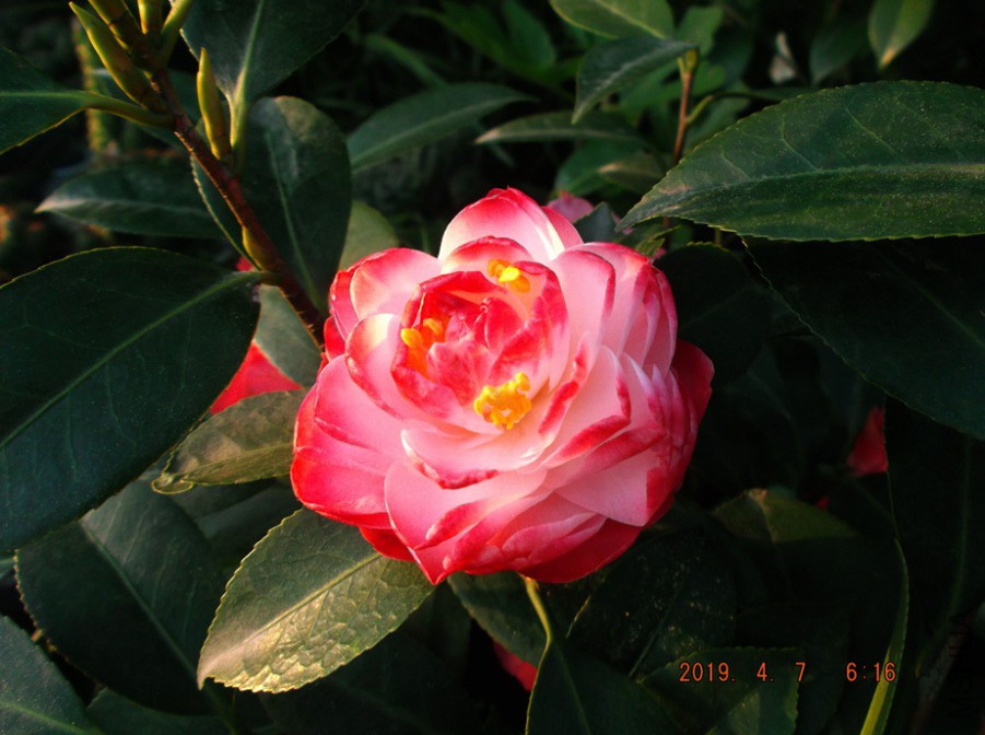2019-4-7jx 019 ����w.jpg