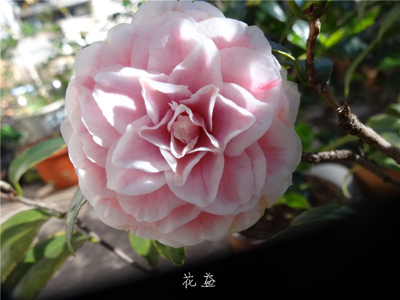 DSC04040.jpg