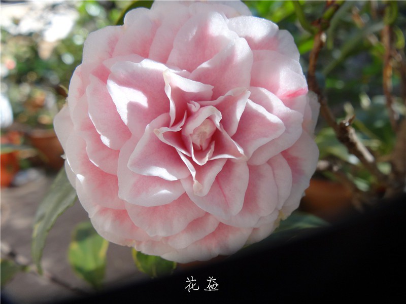 DSC04041.jpg
