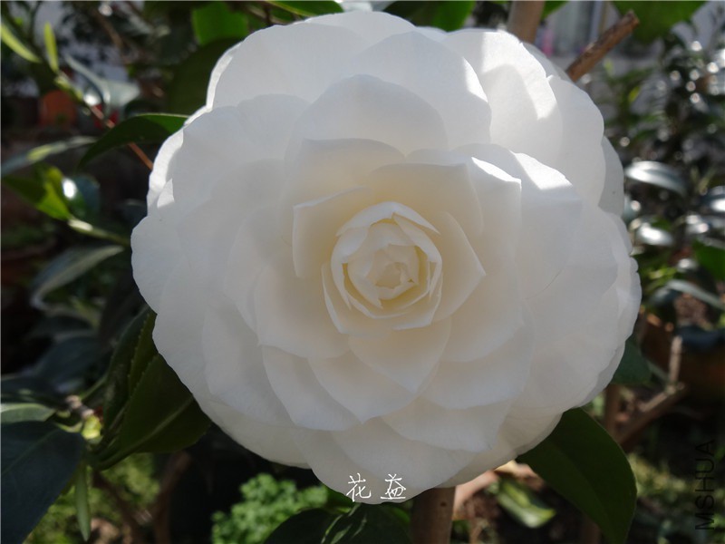 DSC04038.jpg