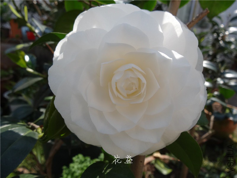 DSC04036.jpg