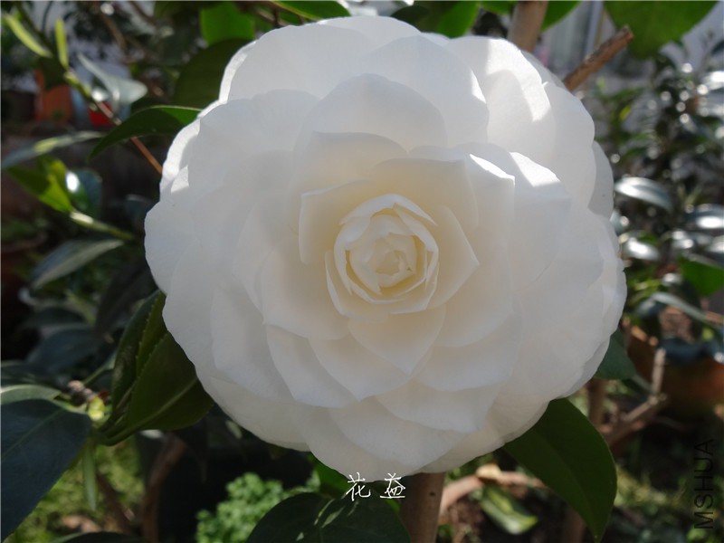 DSC04037.jpg