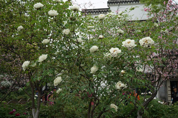 DSC01863.jpg