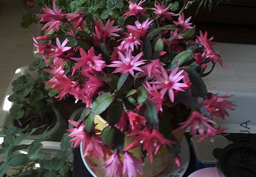 DSCF0015_����.jpg