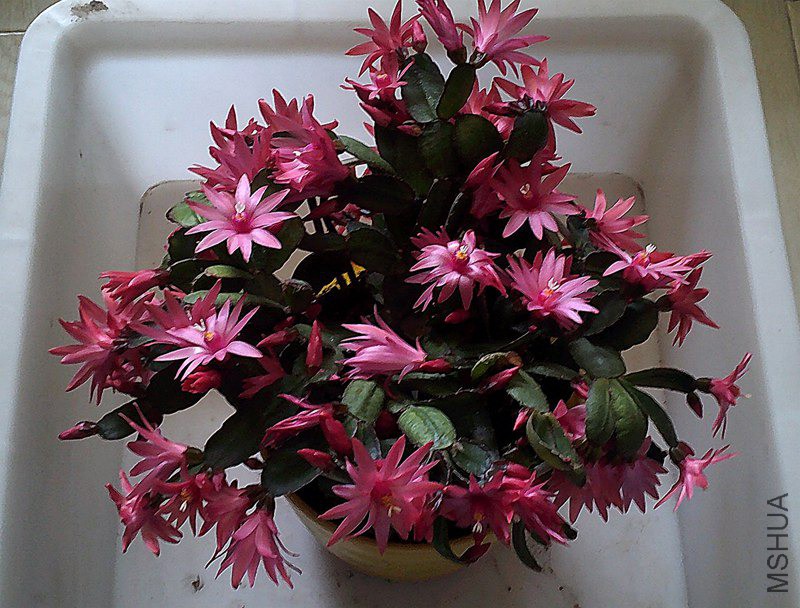 DSCF0009_����.jpg