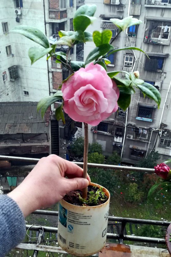 ţ���µ�ʯ (33).jpg