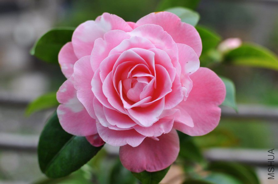 ţ���µ�ʯ (34).JPG