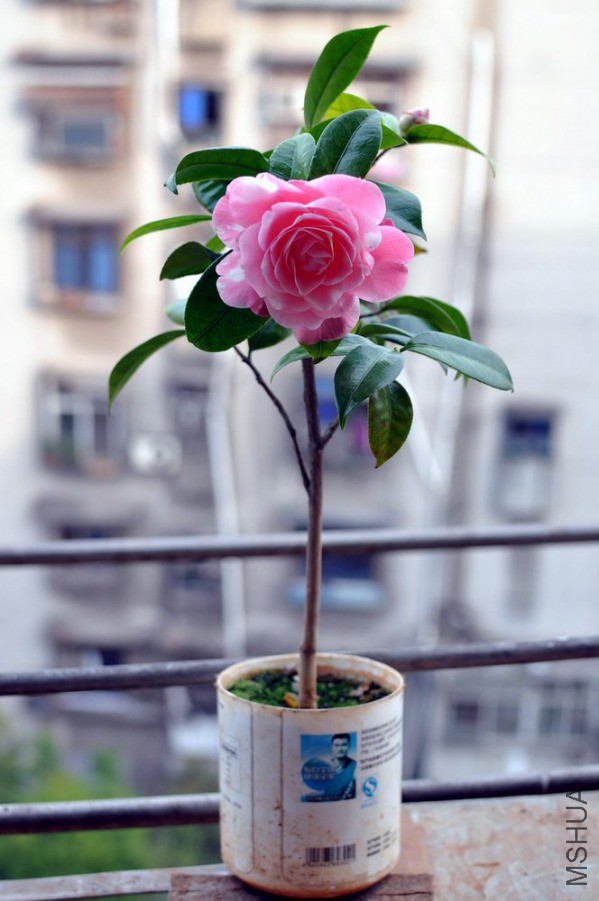 ţ���µ�ʯ (36).JPG