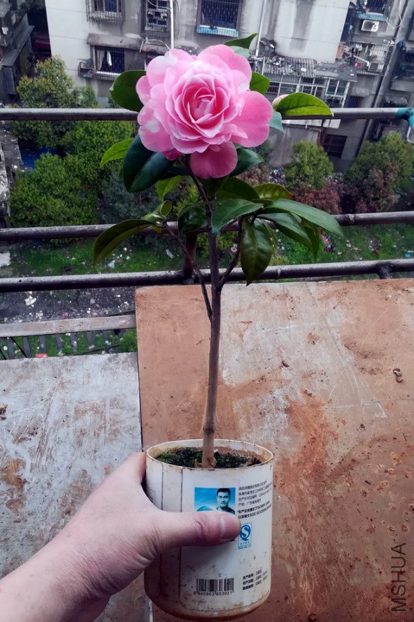 ţ���µ�ʯ (38).jpg
