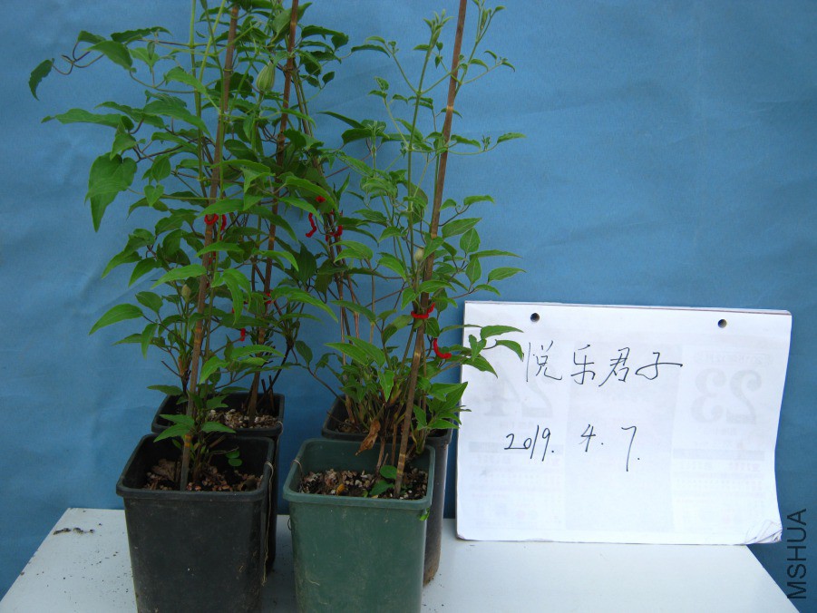 ˮ��IMG_0666.JPG