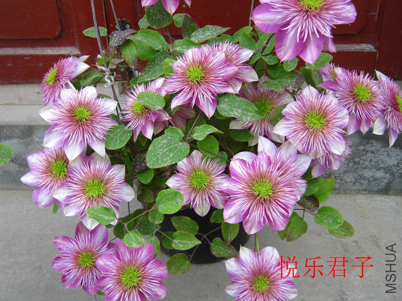 �ʵ�IMG_7702.jpg
