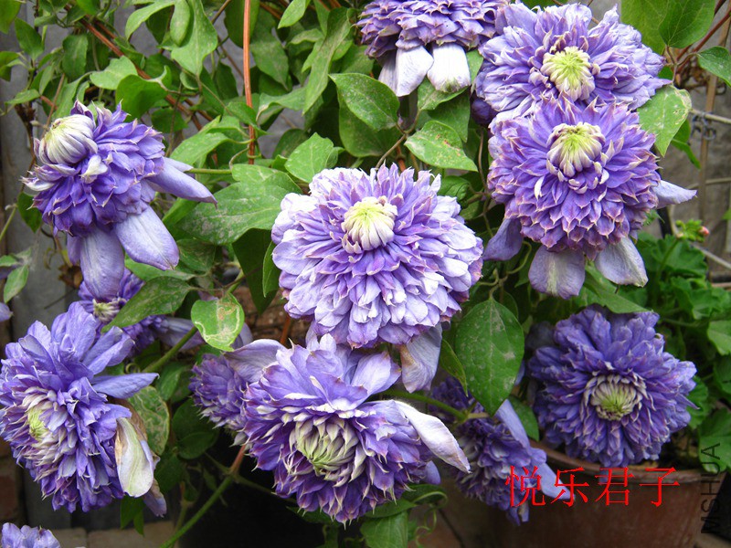 ����IMG_7742.jpg