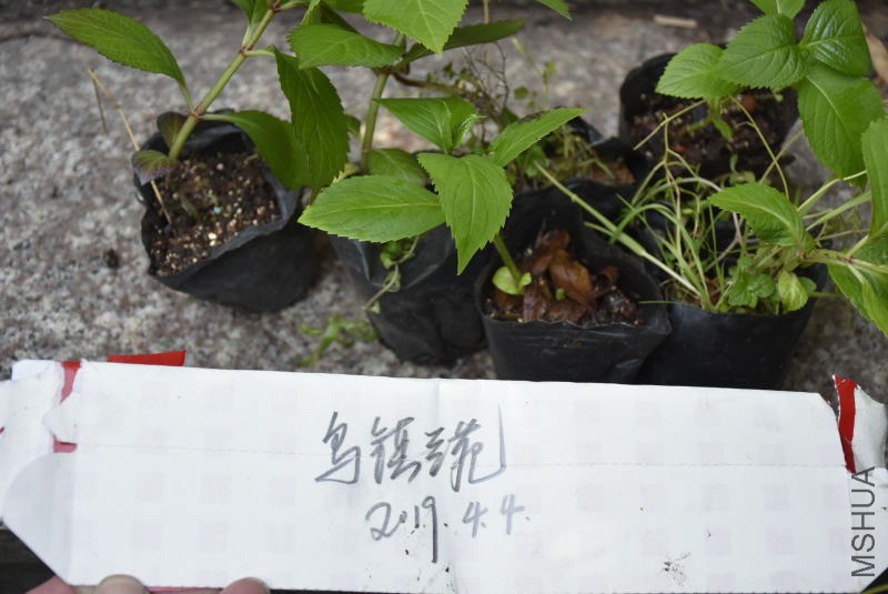 _DSC08490849.JPG