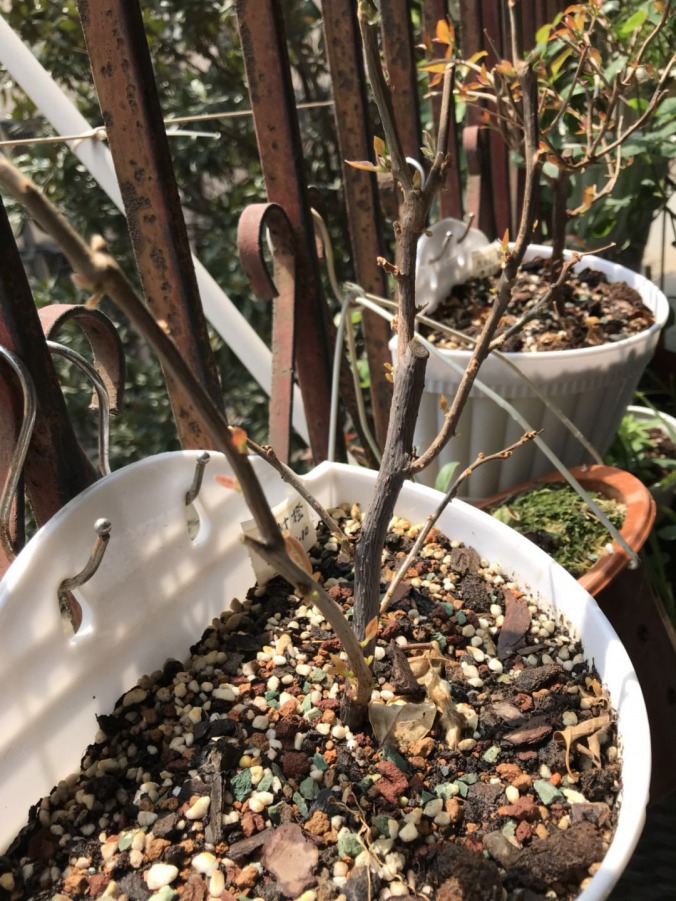 ΢��ͼƬ_20190401143845.jpg