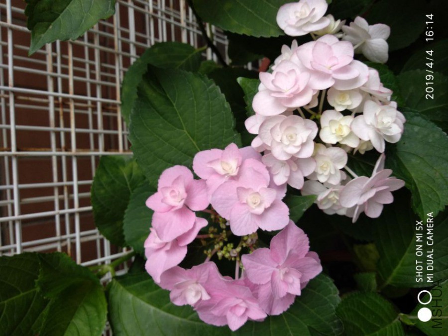 QQͼƬ20190404230418.jpg