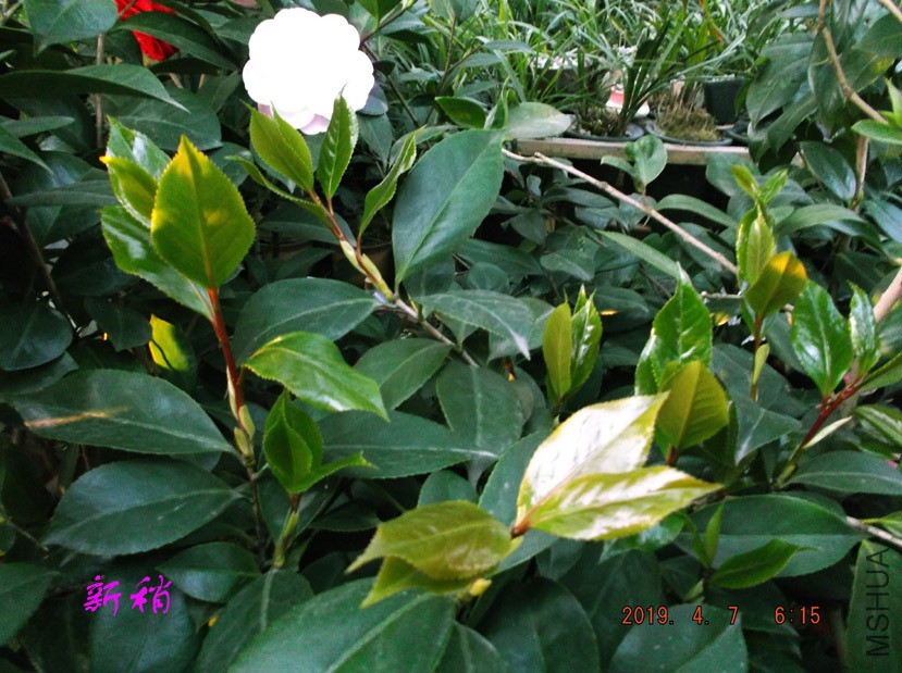 2019-4-7jx 017 ����w.jpg