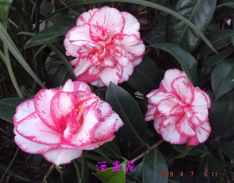 2019-4-7jx 003 ����w.jpg
