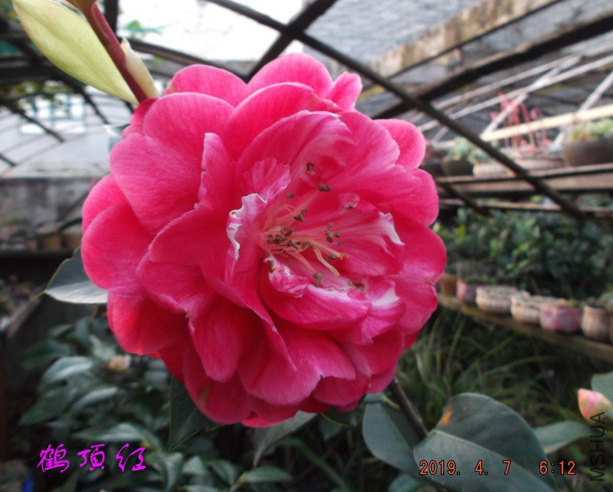 2019-4-7jx 005 ����w.jpg