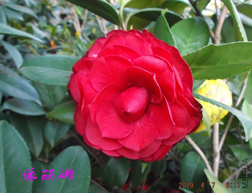 2019-4-7jx 025 ����w1.jpg