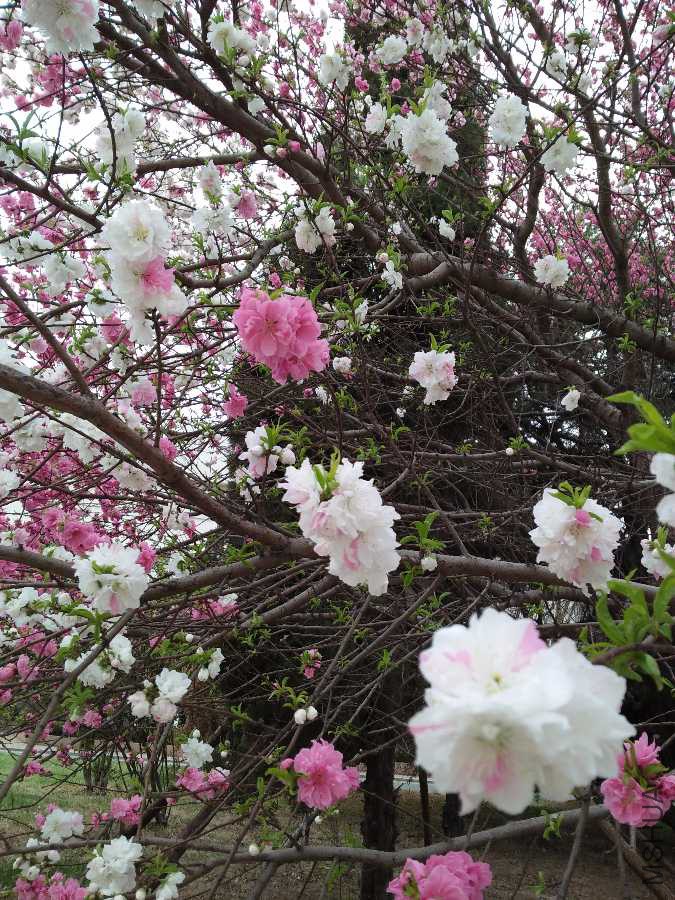 IMG20190408135516.jpg
