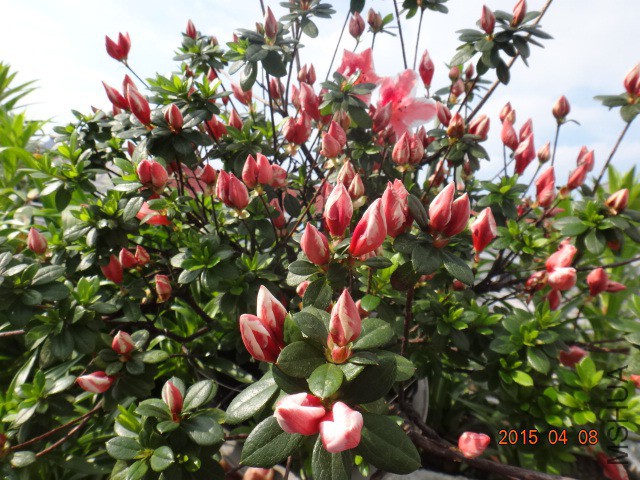 DSC04696.JPG