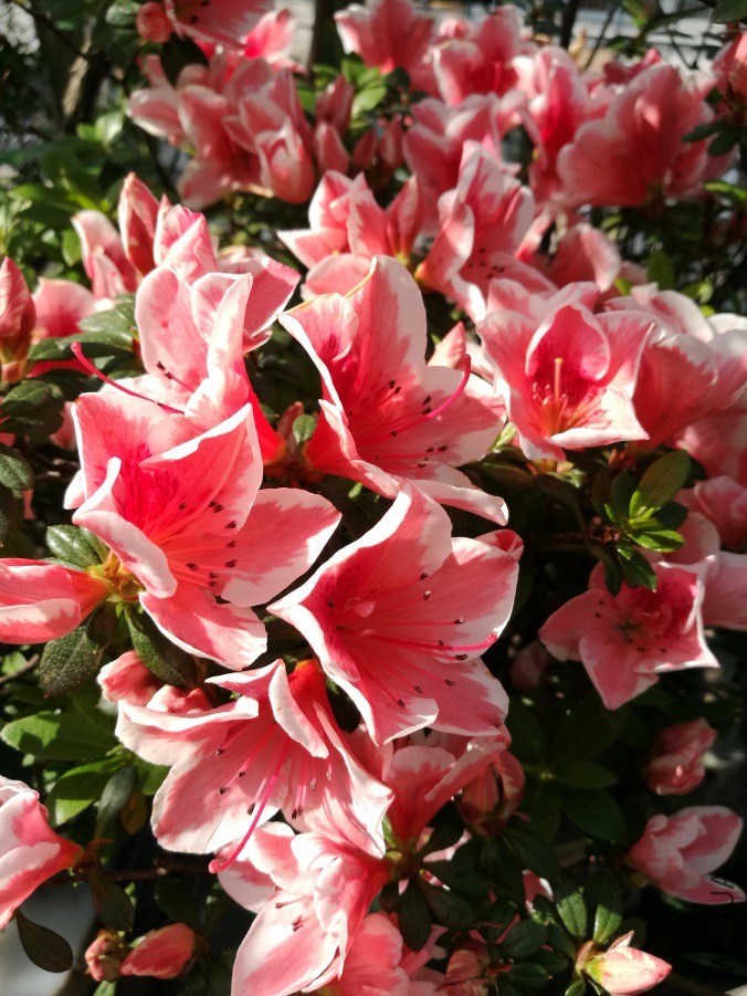 IMG_20190408_150718.jpg