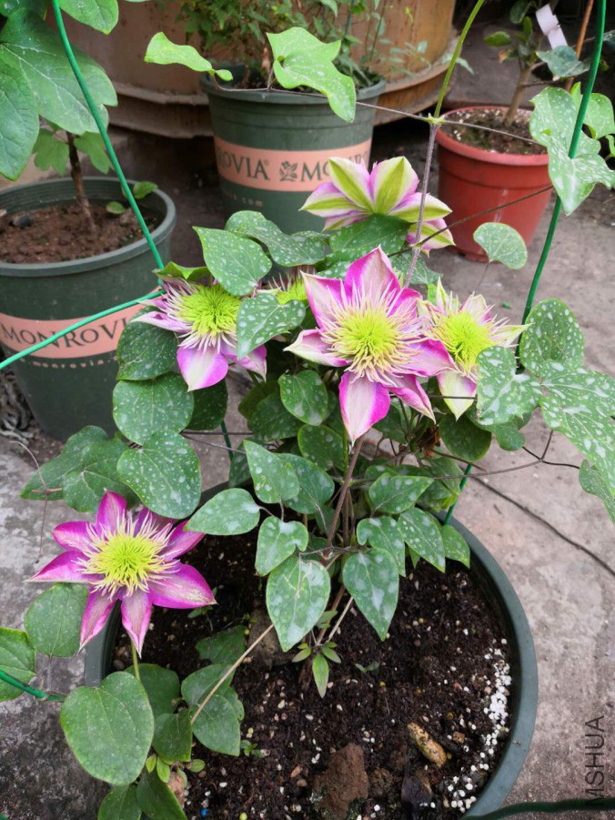 �������������ɫ�е�ǳ