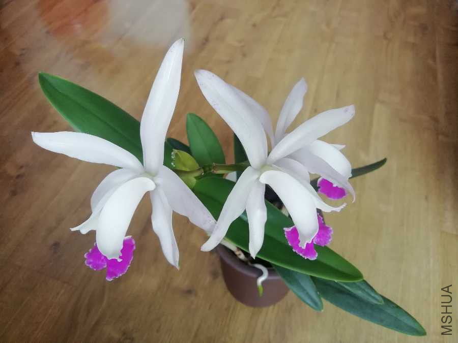 IMG_20190406_081000.jpg