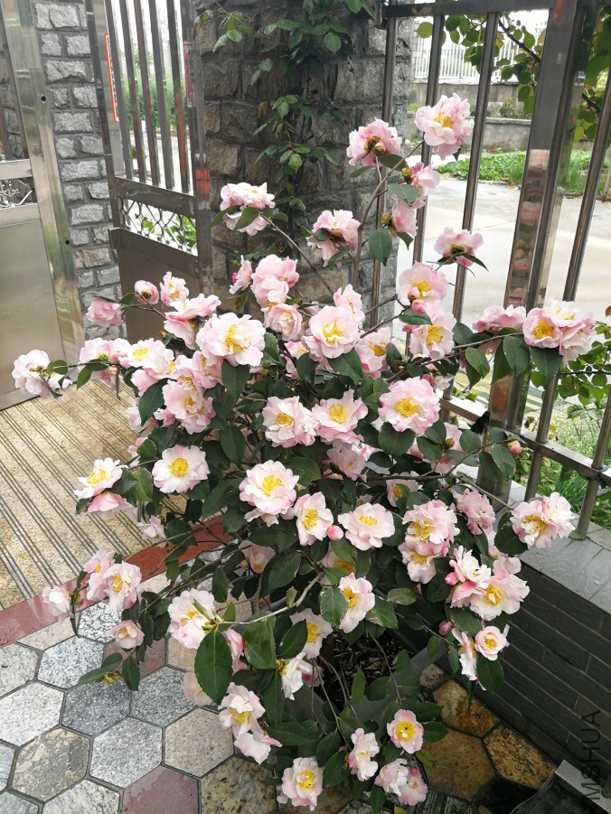 IMG_20190409_132004.jpg