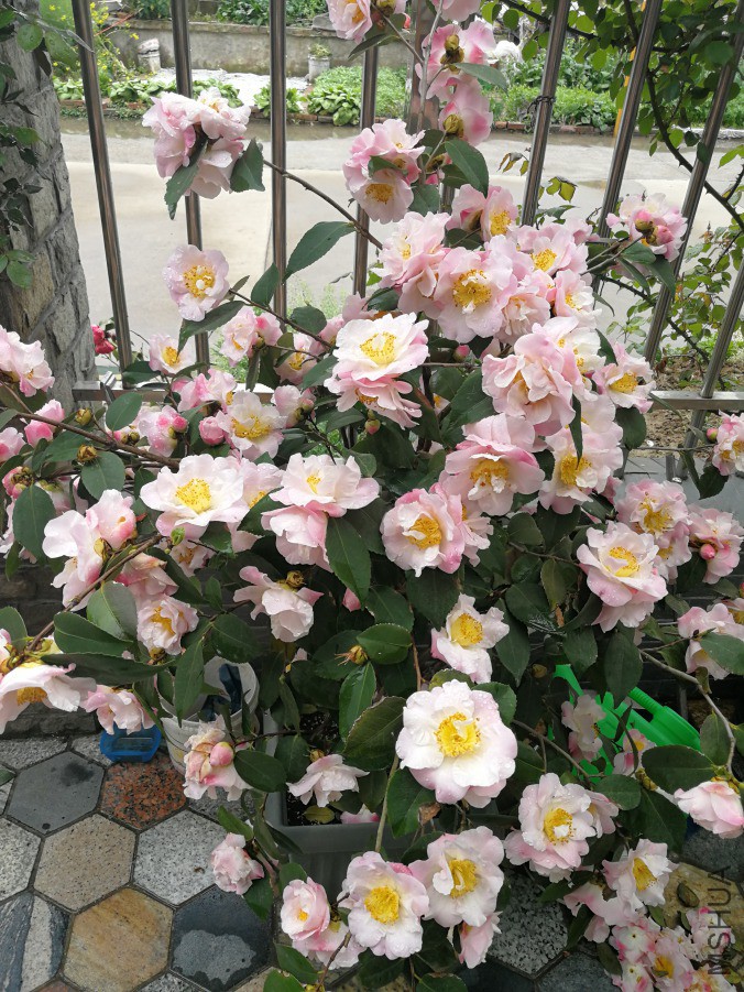 IMG_20190409_131722.jpg