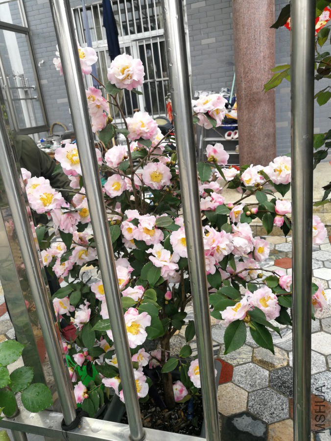 IMG_20190409_131737.jpg