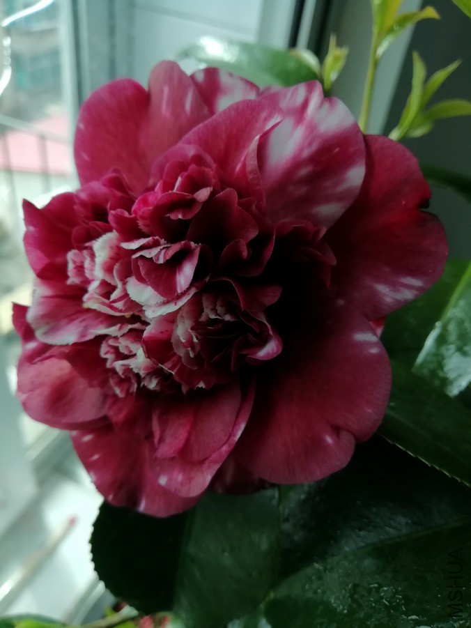 IMG_20190409_125328.jpg
