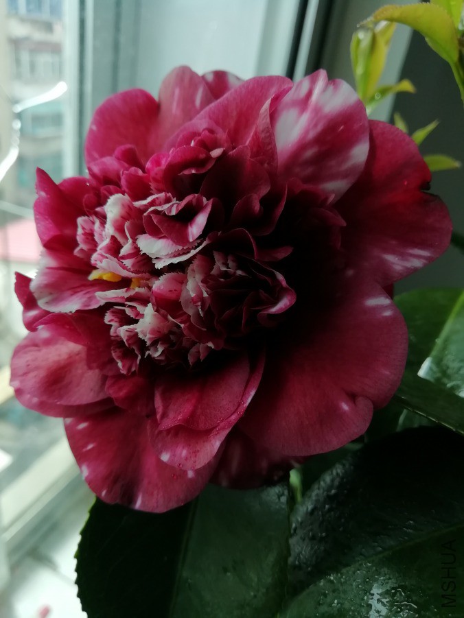 IMG_20190409_125319.jpg
