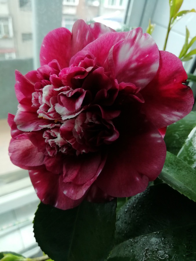 IMG_20190409_125045.jpg