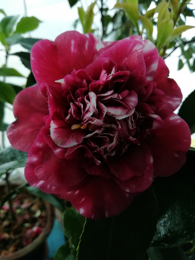 IMG_20190409_124656.jpg