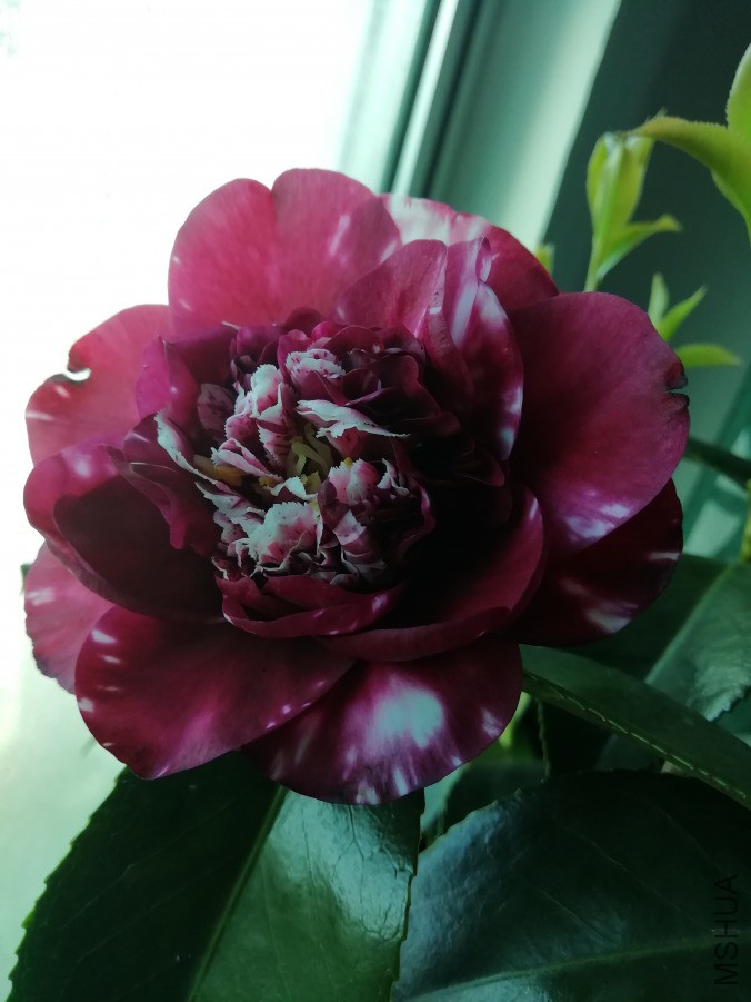IMG_20190408_072351.jpg