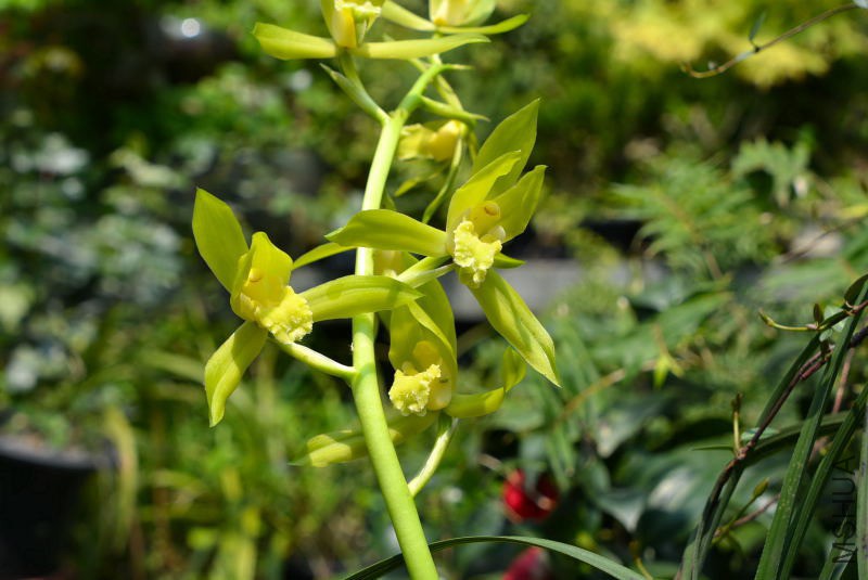 DSC_80660019.JPG