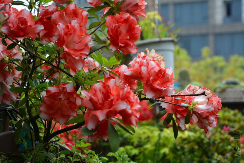 DSC_82580211.JPG