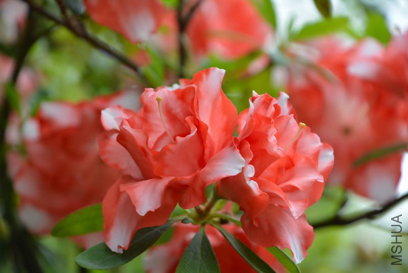 DSC_82640217.JPG