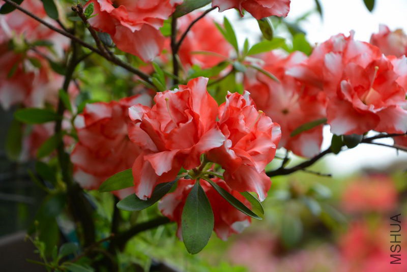 DSC_82570210.JPG