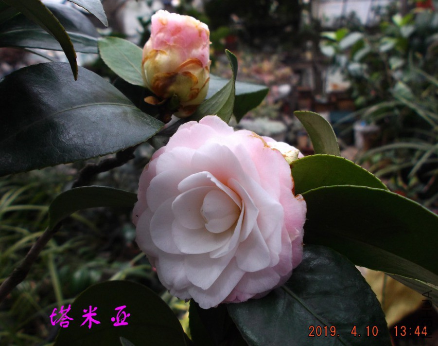2019-4-10j590 008 ����w.jpg