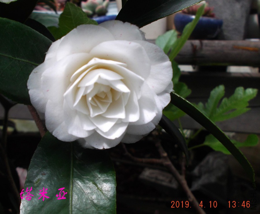 2019-4-10j590 013 ����w.jpg