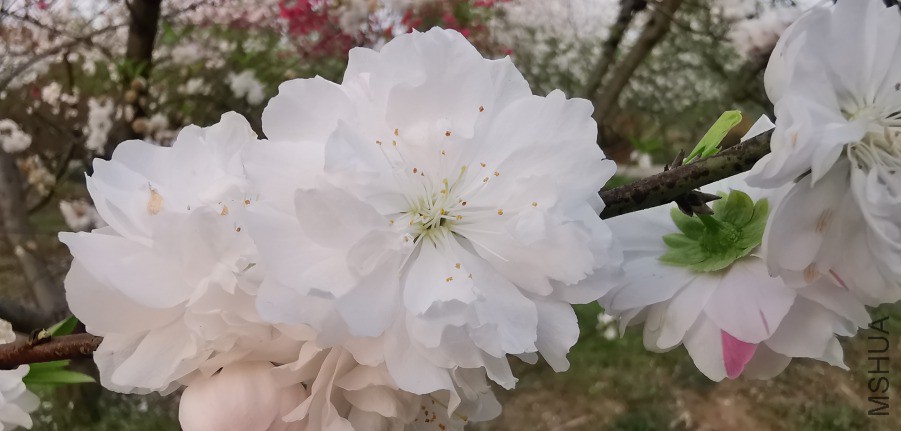 IMG_20190407_180020.jpg