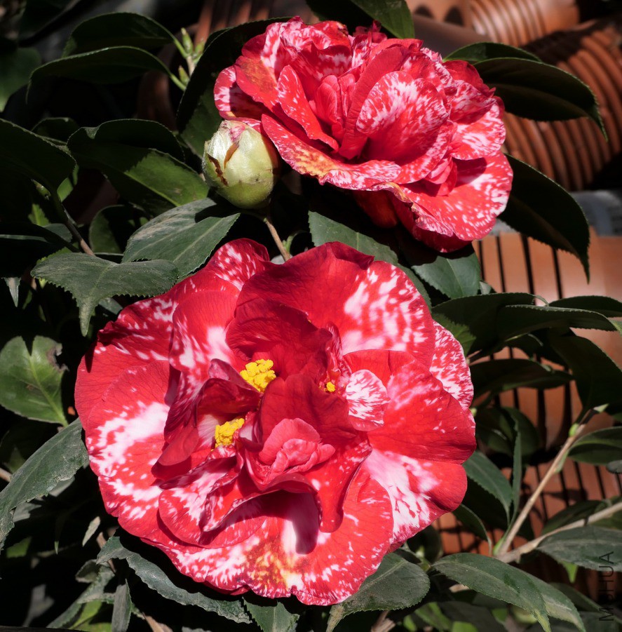 P1580007ɪ����.jpg