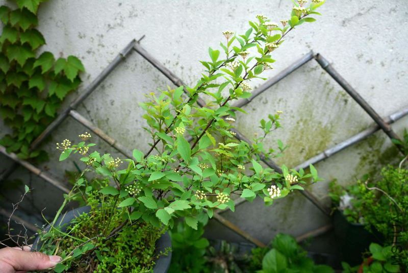 DSC_94600798.JPG