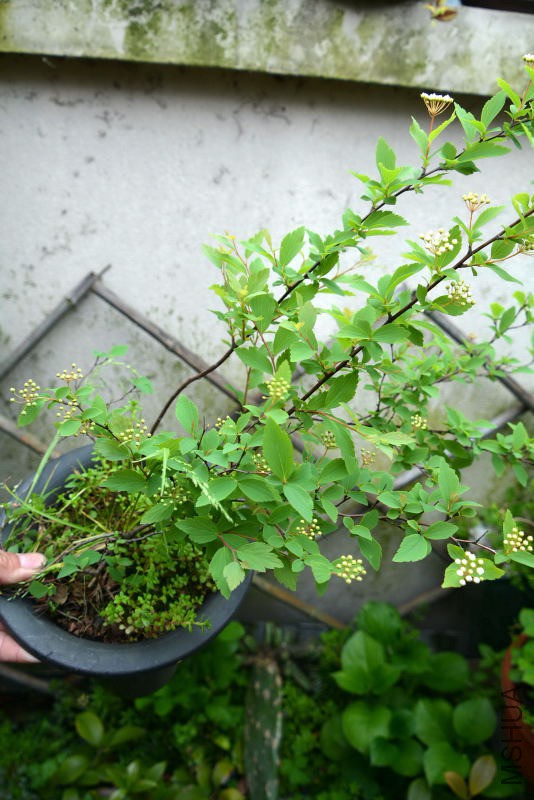 DSC_94560794.JPG